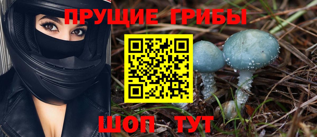 Галлюциногенные грибы Psilocybine cubensis Кисловодск